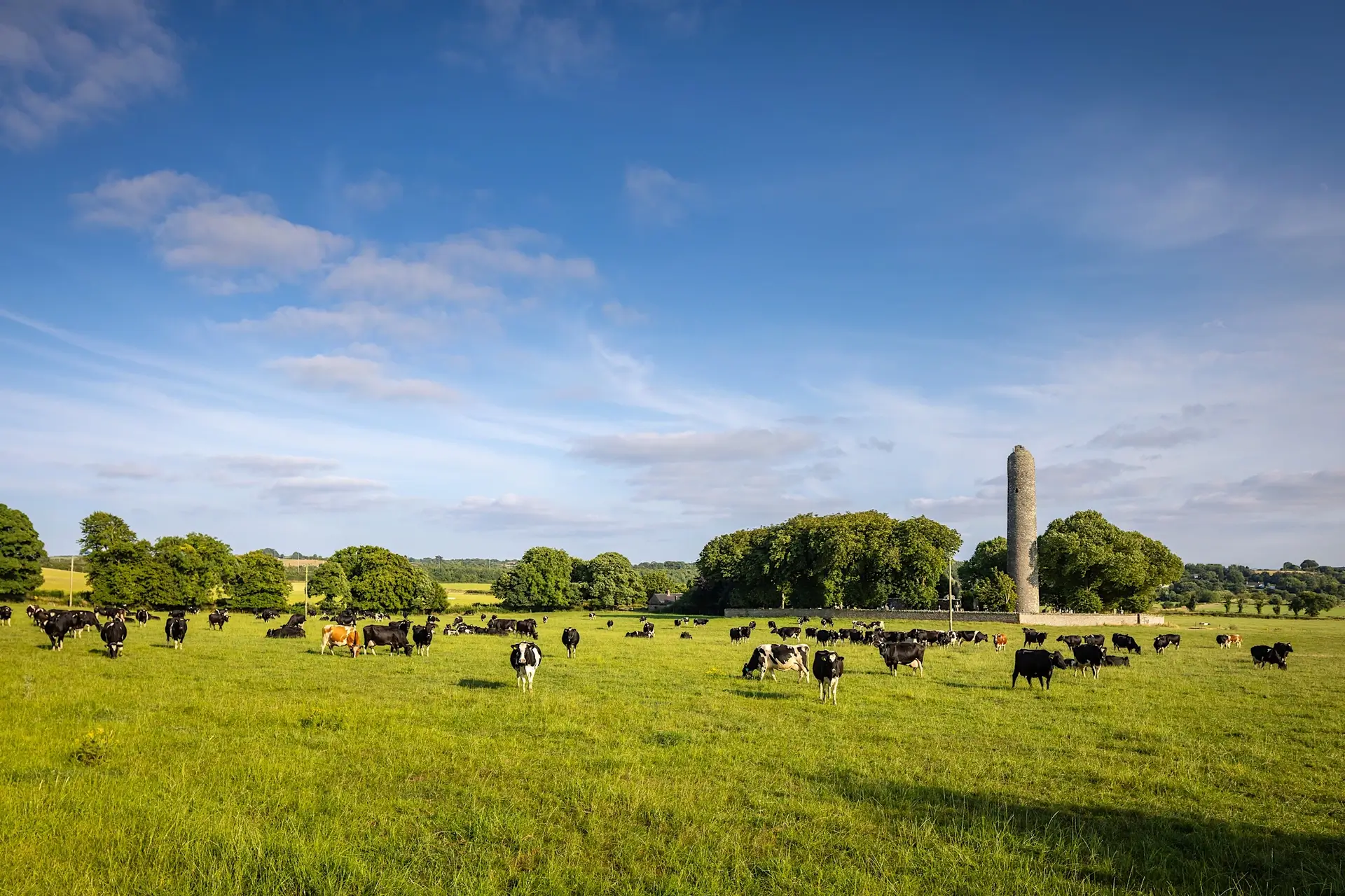Cattle grazing in the fields beside Monasterboice Round Tower